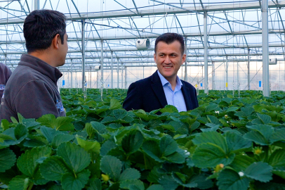 450 Ton Çilek Üretim Kapasitesine Ulaşan Çilek Serası Yüksek Teknoloji İle Donatıldı