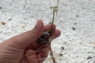 Trüf aşılı fidanlarla yeni bir gelir kaynağı