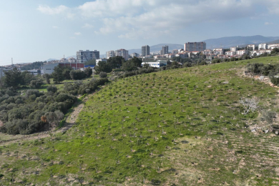 Yangında zarar gören ağaçlandırma sahaları yeniden yeşeriyor