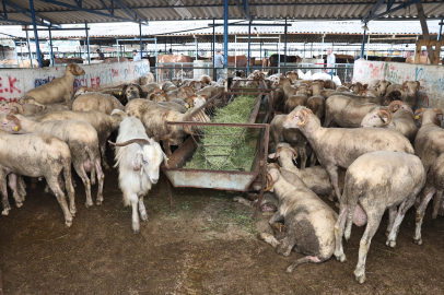 Nilüfer’de Kurban Kesimleri İçin Tüm Hazırlıklar Tamam