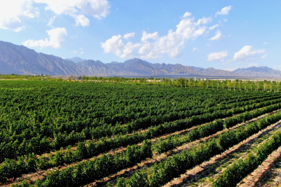 Çorak Topraklardan Dünya Şarap Başkentine: Yinchuan