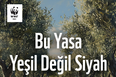 Meclis'e Sunulacak Yasa Teklifi Zeytinlikleri, Korunan Alanları ve Kültürel Varlıkları Tehdit Ediyor