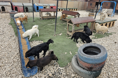 Potadan Gelen Sayılar Patilere Mama Oldu