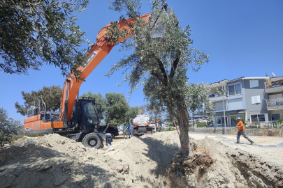 Kuşadası'nda Zeytin Ağaçlarına Özel Koruma