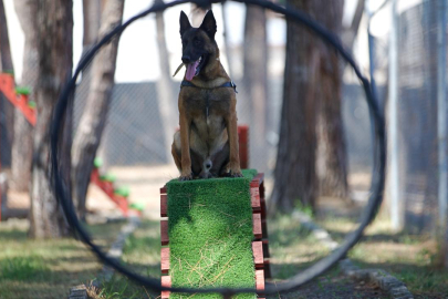 Jandarmanın Hassas Burunlu Köpeklerinin Kondisyonu Antrenmanlarla Korunuyor