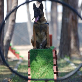 Jandarmanın Hassas Burunlu Köpeklerinin Kondisyonu Antrenmanlarla Korunuyor