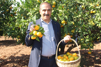 Ege Bölgesi'nin Narenciye Rekoltesi Yüzde 34 Azaldı