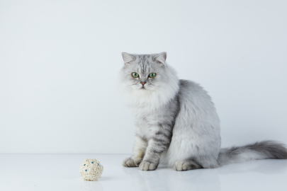 Akıllı Kedi Kumuyla Evde 3 Saniyede Sağlık Taraması Mümkün