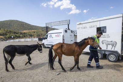 Buca'daki Haralara Terk Edilen Sahipsiz Atlar Artık Güvende