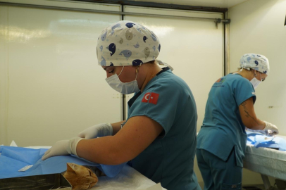 İzmir’de 7 Bin Sokak Kedisi Kısırlaştırıldı