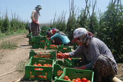 Çanakkale’de Tatlı Telaş Başladı