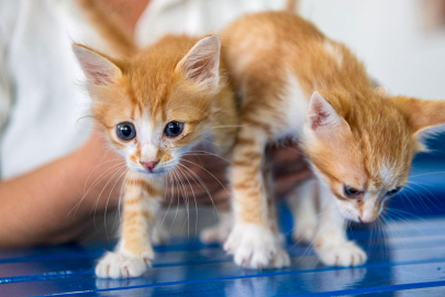 Kuşadası'nda Kedi Kısırlaştırma Merkezi Açıldı