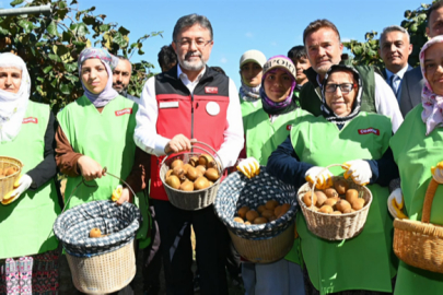 Türkiye’de Kivi Rekoltesi 90 Bin Ton Bekleniyor