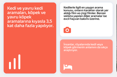 İnternet aramalarında kediler, köpekleri geride bırakıyor