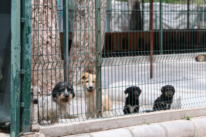 Marmaris Belediyesi’nden Sokak Hayvanlarına Modern Yaşam Alanı