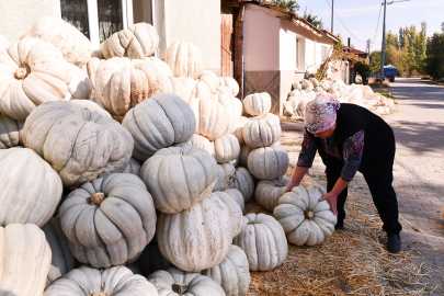 Coğrafi İşaretli Kızılinler Bal Kabağında Hasat Zamanı