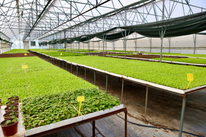 400 Bin Kışlık Sebze Fidesi Dağıtıma Hazır