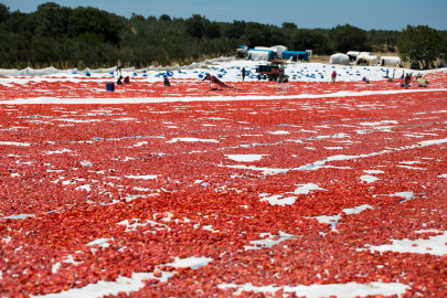 Türkiye, Kuru Domates İhracatında Dünya İkincisi Oldu