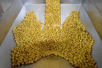 Sofralık Zeytin İhracatı Yeni Sezona Yüzde 13’lük Artışla Girdi 