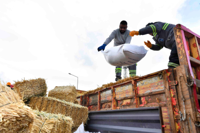 Manda Yetiştiricilerine Ücretsiz Kaba Yem Desteği