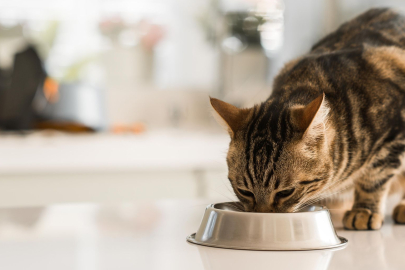 Kedi ve Köpeklere Verilen Yiyecekler Sağlıklarını Riske Atabilir