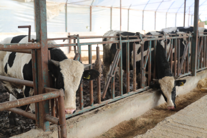 Antalya'da Büyükşehir'den Hayvancılığa Tam Destek