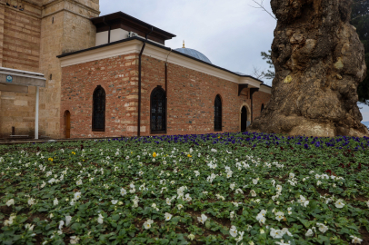 Bursa Kışın da Çiçek Bahçesine Dönüşüyor