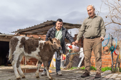 İzmir'de Çiftçiye Buzağı Kiti ve Dezenfektan Desteği