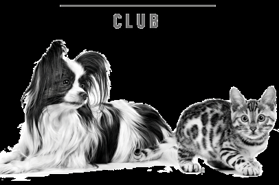 Kediler ve Köpekler İçin Sağlıklı Beslenme ve Ayrıcalıklar Tek Çatı Altında