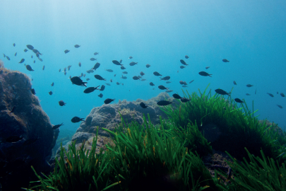 Akdeniz’in Mavi Ormanlarında Sessiz Yıkım:  Binlerce Gemi Deniz Çayırlarını Tahrip Ediyor