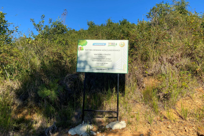 Watsons Türkiye’den 500 Bin Fidan Bağışı