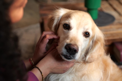 Pet Ebeveynleri Parazit Riskleri Konusunda Yeterli Farkındalığa Sahip Değil