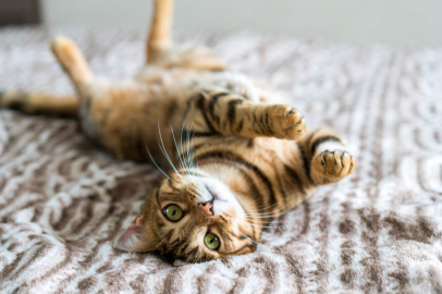 Kedi ve Köpeklerin %40’ı Fazla Kilolu veya Obez