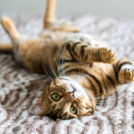 Kedi ve Köpeklerin %40’ı Fazla Kilolu veya Obez