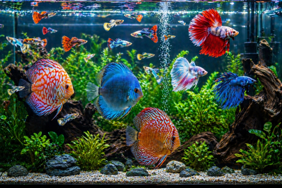 Türkiye'de Akvaryum ve Süs Balıkları Yetiştiriciliği: En Karlı Türler, Şehirler ve Yatırım Rehberi