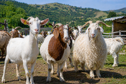 Türkiye'de Bakılabilecek En Verimli Keçi Irkları: En Karlı 7 Tür ve Uzman Rehberi