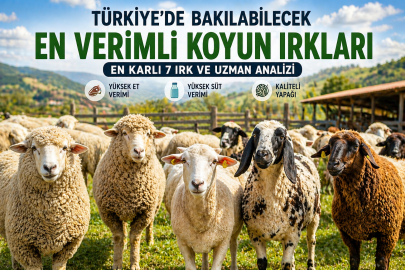 Türkiye'de Bakılabilecek En Verimli Koyun Irkları: En Karlı 7 Tür ve Uzman Analizi
