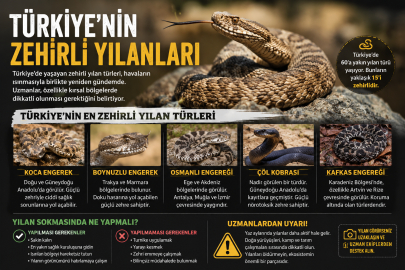 Türkiye’nin Zehirli Yılanları: En Tehlikeli Türler ve Dikkat Edilmesi Gerekenler
