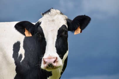 Holstein mı Jersey mi? Süt Veriminde En Çok Tercih Edilen Sığır Irkları Arasındaki Fark Şaşırtıyor