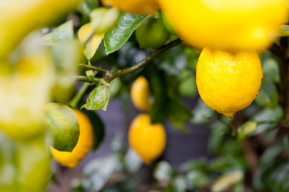 Türkiye’nin Limon İhracatı 500 Milyon Dolara Koşuyor