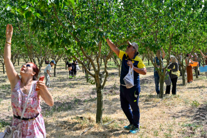 Başkentliler Ata Çiftliği’nde Hasat Yaptı