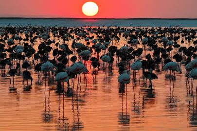 Tuz Gölü'nde Flamingo Sevinci