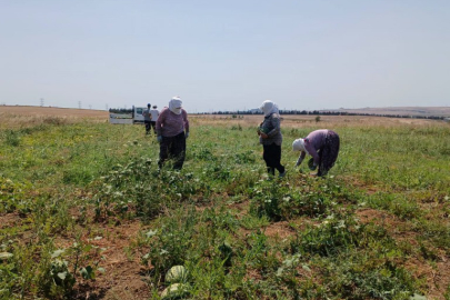 Silivri'de Tarımsal Üretim ve Araştırma Merkezi’nde Karpuz Hasadı Gerçekleştirildi