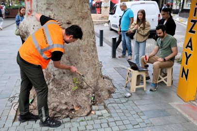 Asırlık Ağaçlar Tomografiyle Korunacak