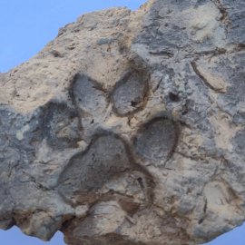 Dört Bin Yıllık Pati İzi Bulundu